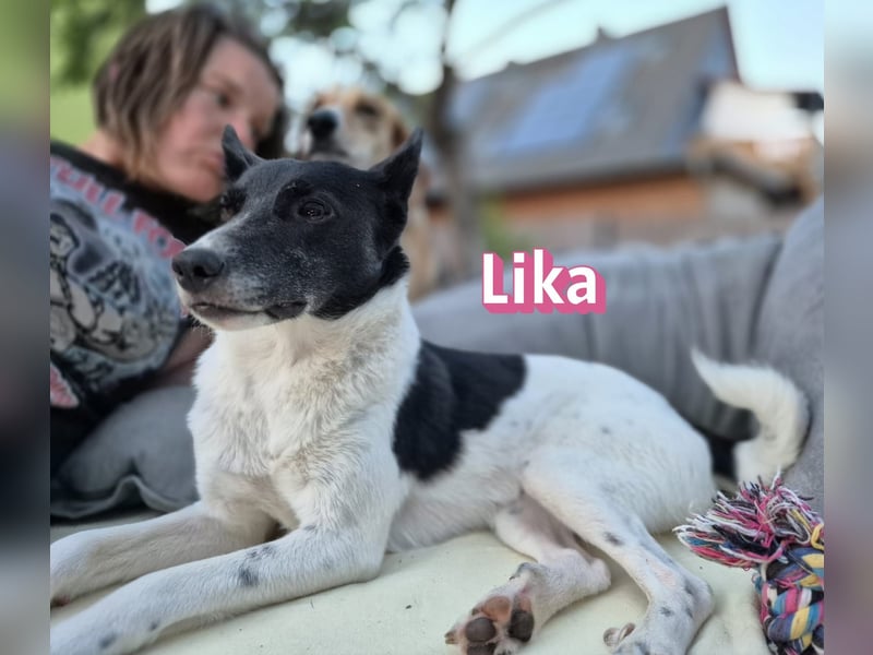 VERMITTLUNGSHILFE Lika, 07/24 - pfiffiges Mädel sucht ihre Menschen