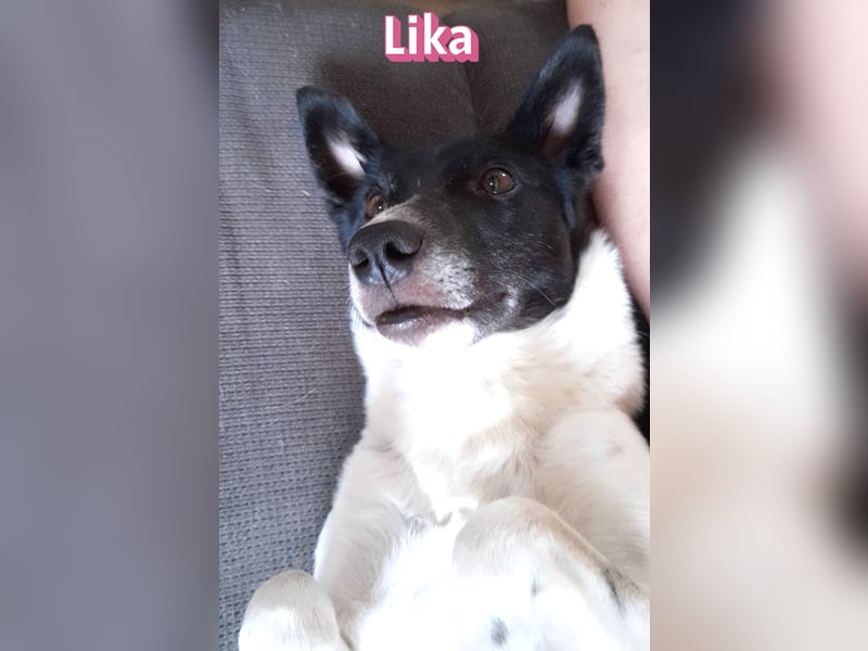 VERMITTLUNGSHILFE Lika, 07/24 - pfiffiges Mädel sucht ihre Menschen