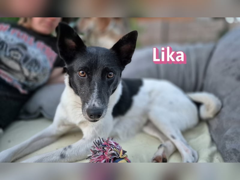 VERMITTLUNGSHILFE Lika, 07/24 - pfiffiges Mädel sucht ihre Menschen