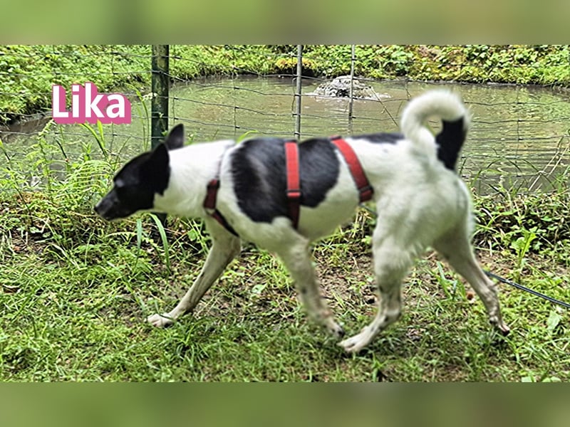 VERMITTLUNGSHILFE Lika, 07/24 - pfiffiges Mädel sucht ihre Menschen