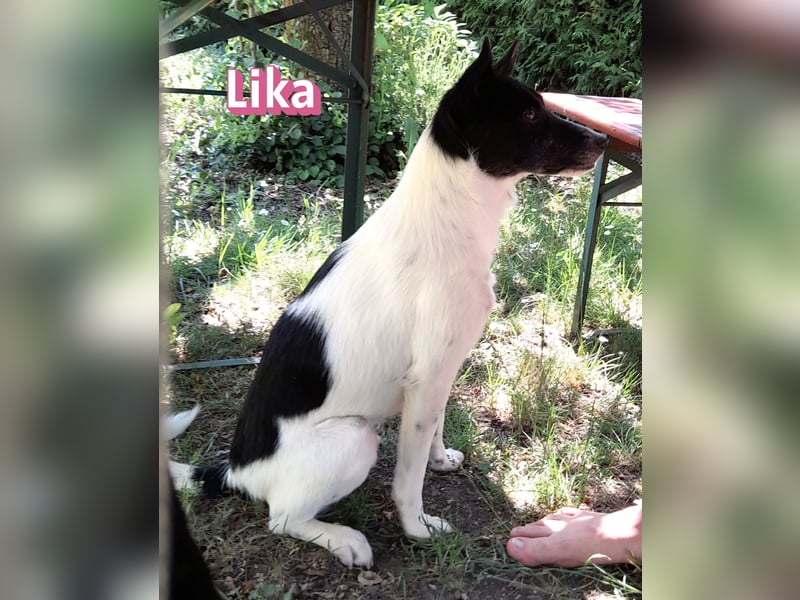 VERMITTLUNGSHILFE Lika, 07/24 - pfiffiges Mädel sucht ihre Menschen