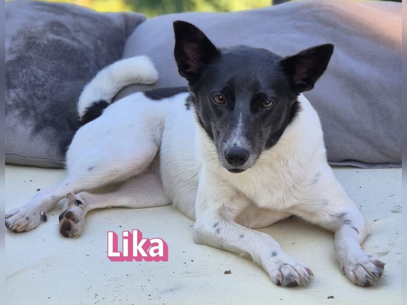 VERMITTLUNGSHILFE Lika, 07/24 - pfiffiges Mädel sucht ihre Menschen