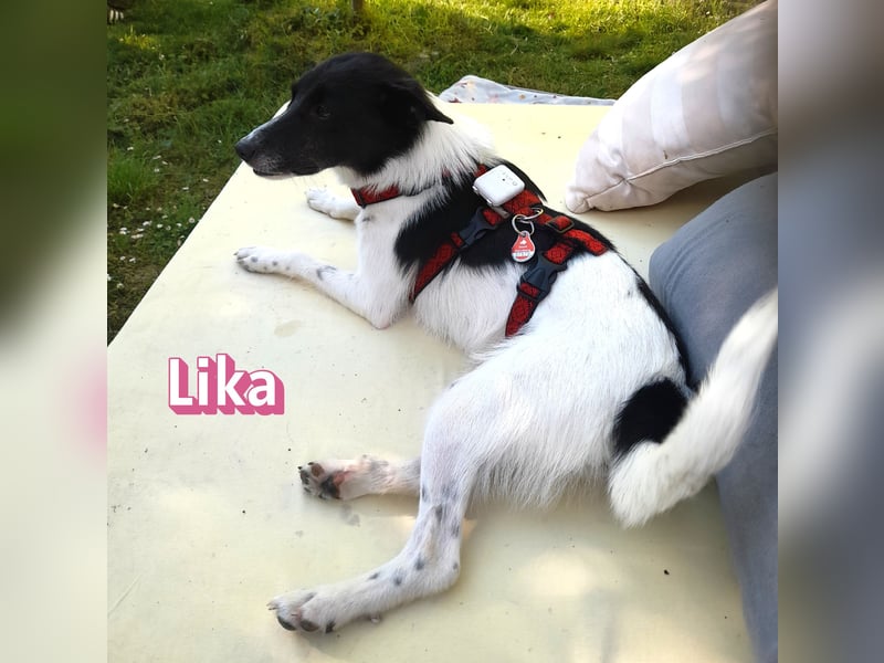VERMITTLUNGSHILFE Lika, 07/24 - pfiffiges Mädel sucht ihre Menschen