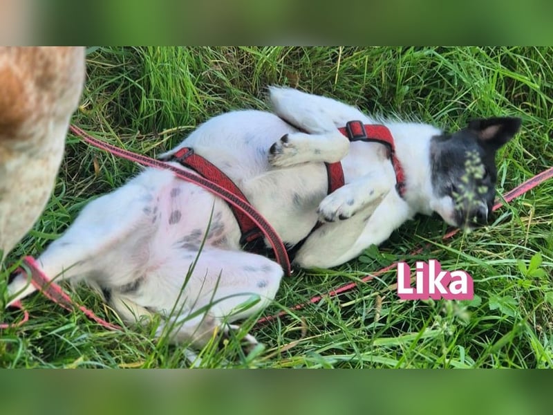 VERMITTLUNGSHILFE Lika, 07/24 - pfiffiges Mädel sucht ihre Menschen