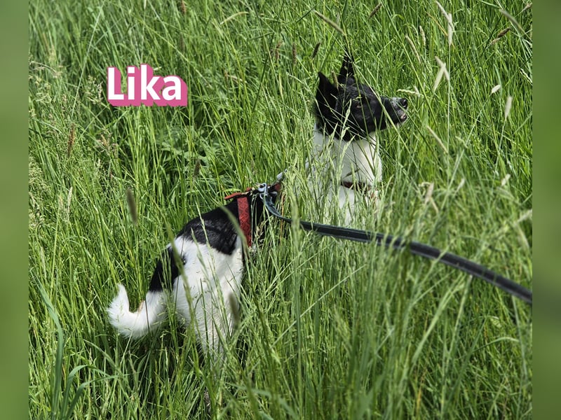 VERMITTLUNGSHILFE Lika, 07/24 - pfiffiges Mädel sucht ihre Menschen