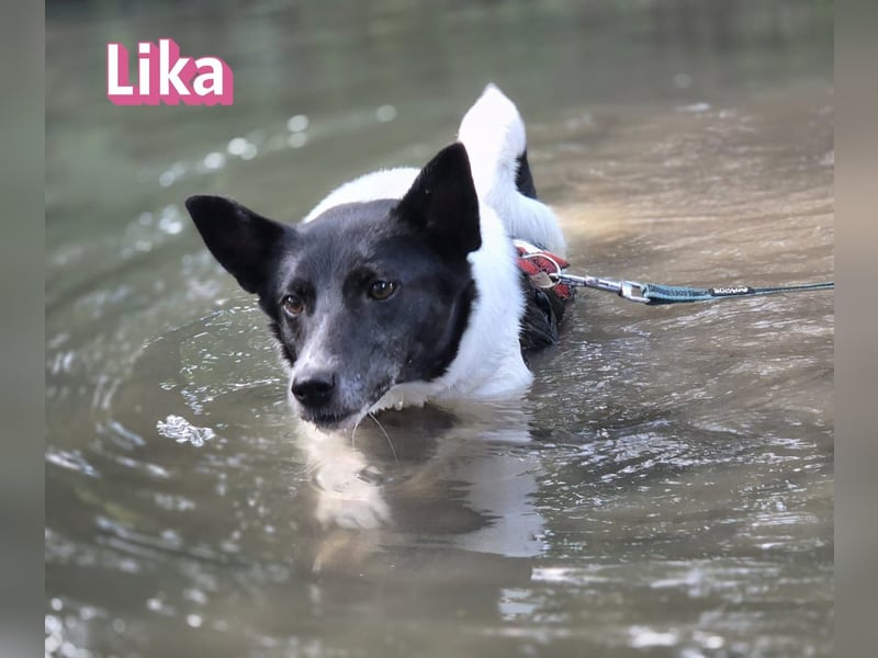 VERMITTLUNGSHILFE Lika, 07/24 - pfiffiges Mädel sucht ihre Menschen