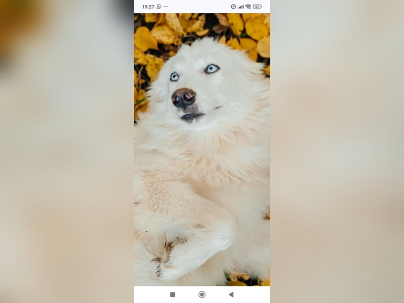 Wunderschöne junge Jakutische Laika Westa sucht ihre Familie