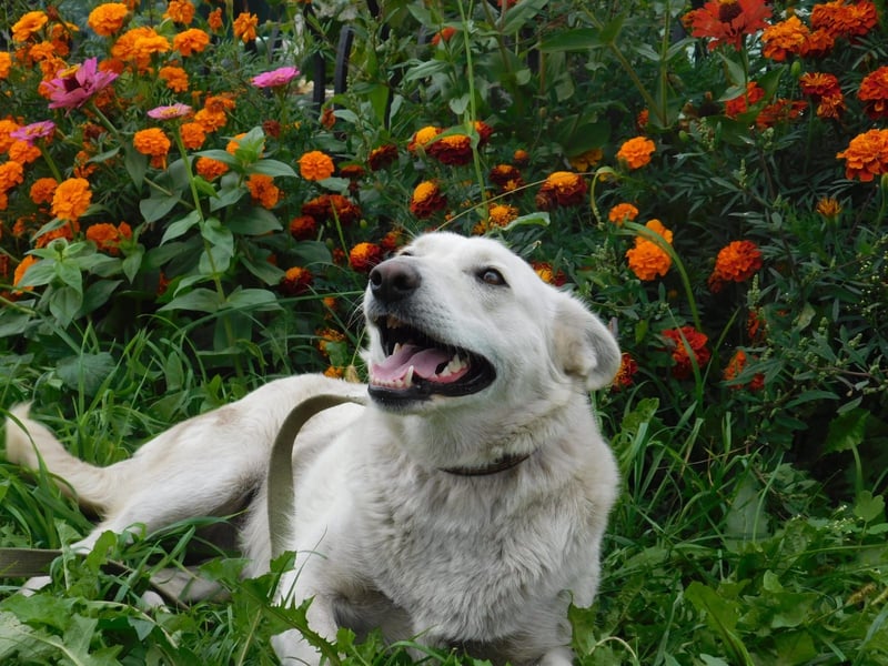 Die sanfte Bella sucht ihr Für - immer - Zuhause