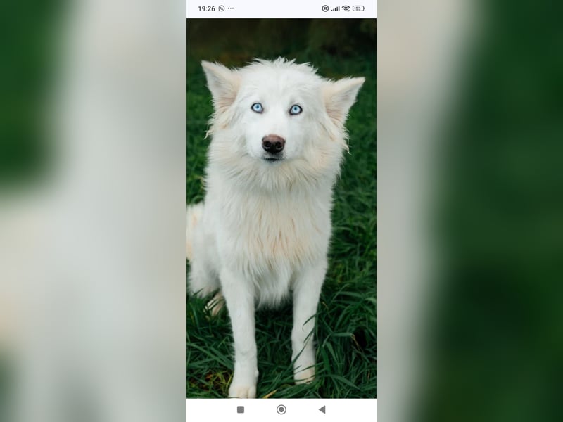 Wunderschöne junge Jakutische Laika Westa sucht ihre Familie