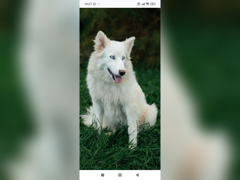 Wunderschöne junge Jakutische Laika Westa sucht ihre Familie