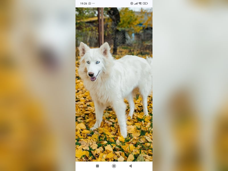 Wunderschöne junge Jakutische Laika Westa sucht ihre Familie