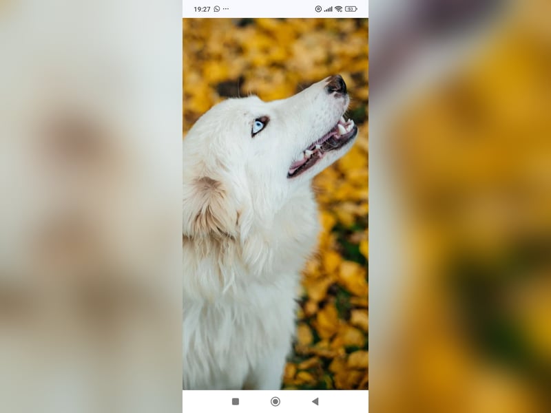 Wunderschöne junge Jakutische Laika Westa sucht ihre Familie