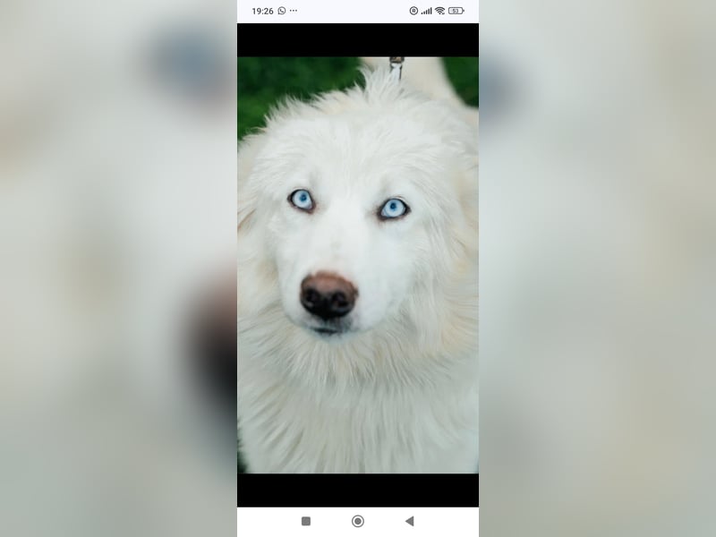 Wunderschöne junge Jakutische Laika Westa sucht ihre Familie