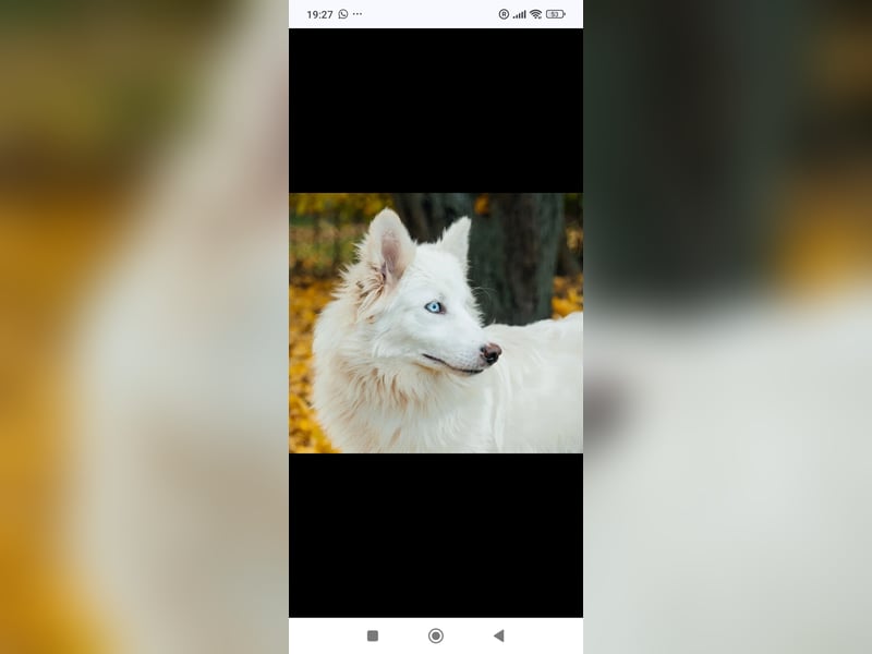 Wunderschöne junge Jakutische Laika Westa sucht ihre Familie