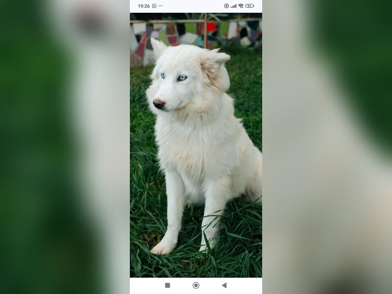 Wunderschöne junge Jakutische Laika Westa sucht ihre Familie