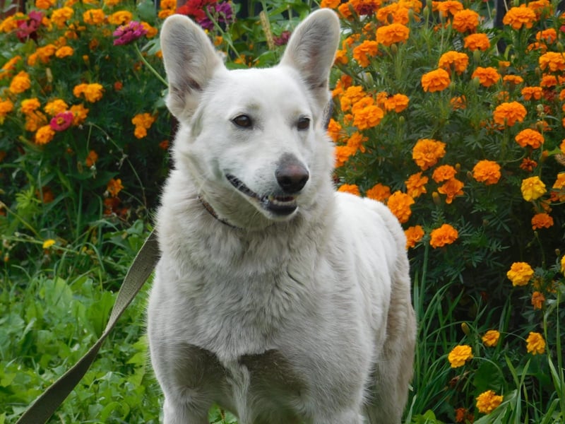 Die sanfte Bella sucht ihr Für - immer - Zuhause