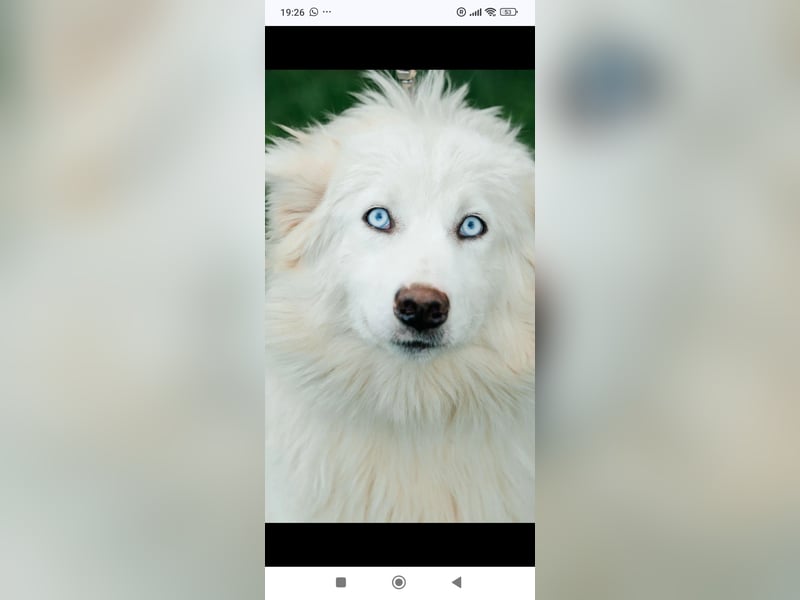 Wunderschöne junge Jakutische Laika Westa sucht ihre Familie