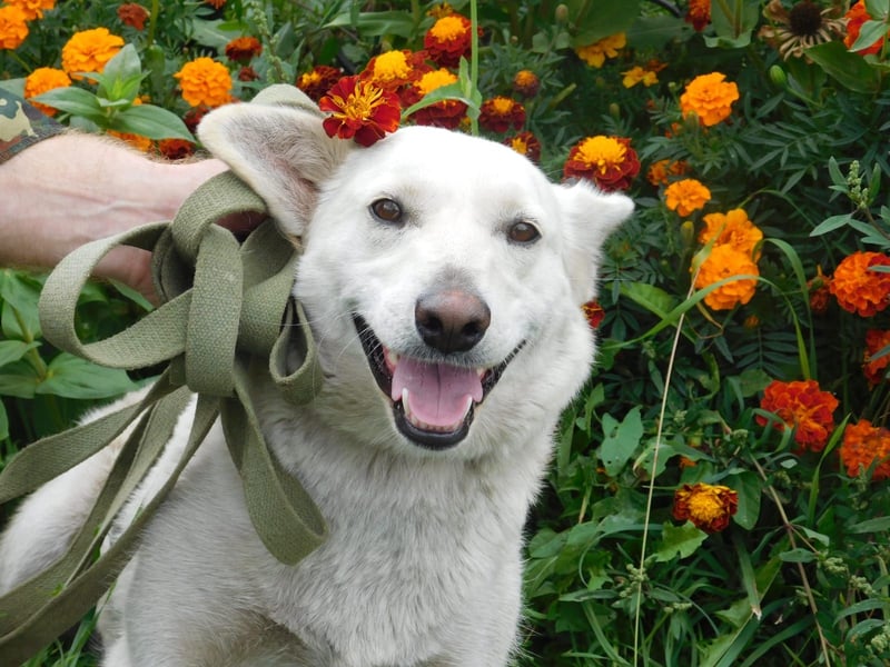 Die sanfte Bella sucht ihr Für - immer - Zuhause