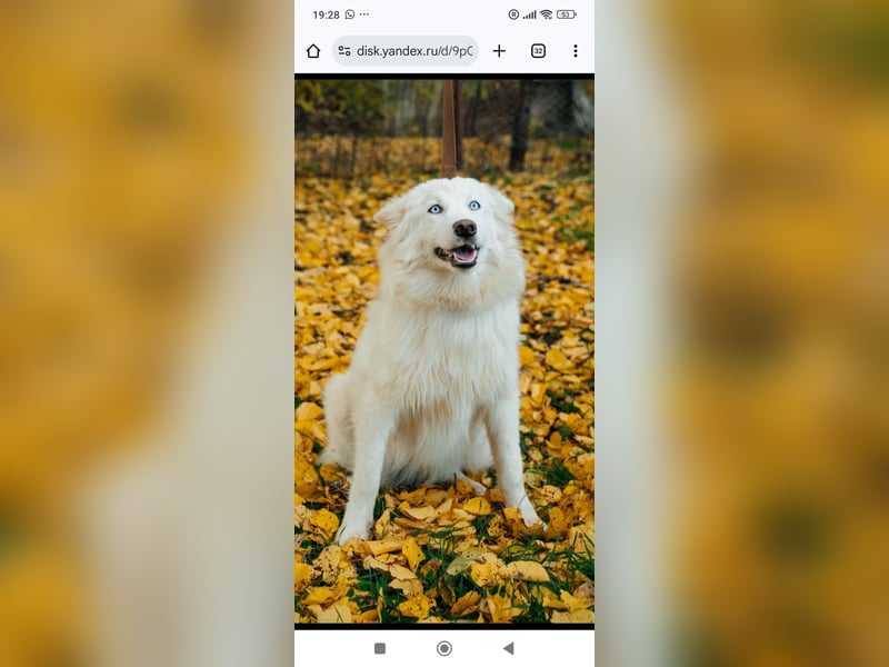 Wunderschöne junge Jakutische Laika Westa sucht ihre Familie