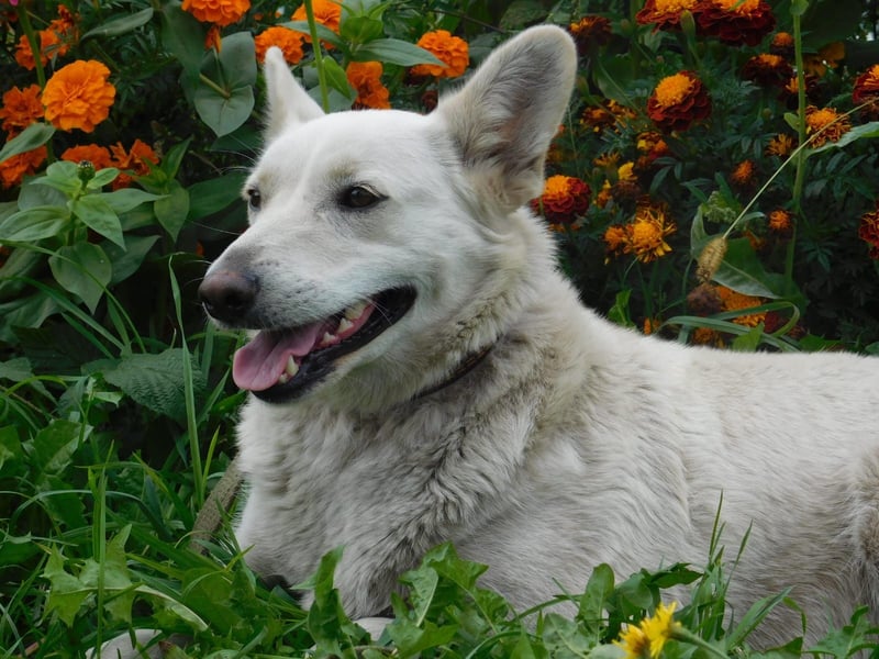 Die sanfte Bella sucht ihr Für - immer - Zuhause