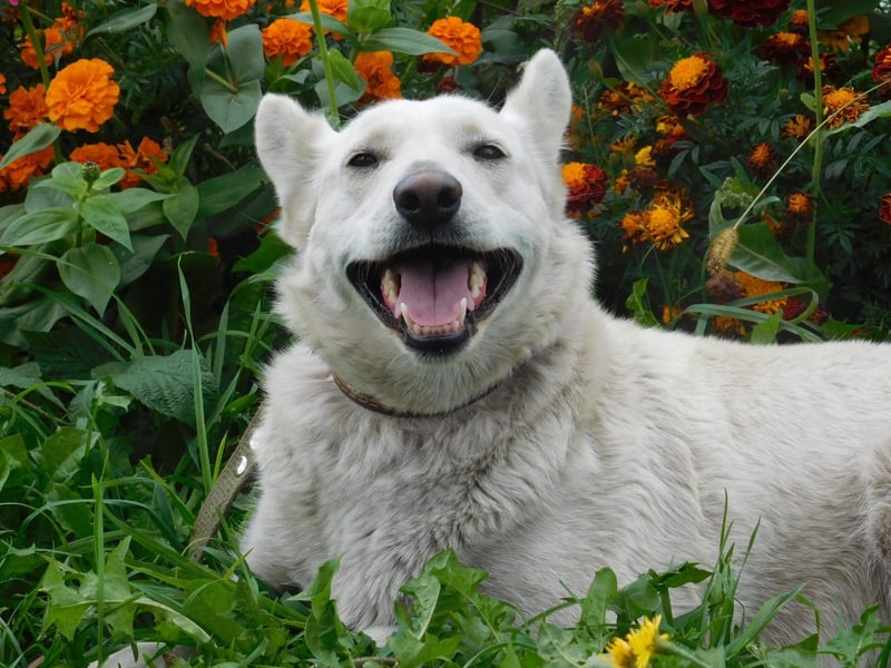 Die sanfte Bella sucht ihr Für - immer - Zuhause