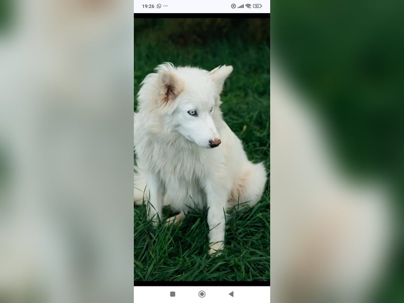 Wunderschöne junge Jakutische Laika Westa sucht ihre Familie