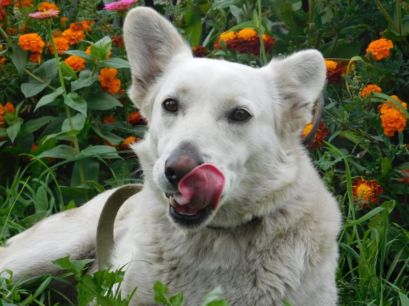 Die sanfte Bella sucht ihr Für - immer - Zuhause
