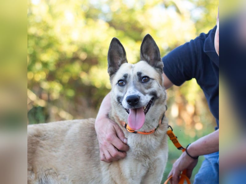 YARA Neugierige und kluge Schönheit (Ukraine)