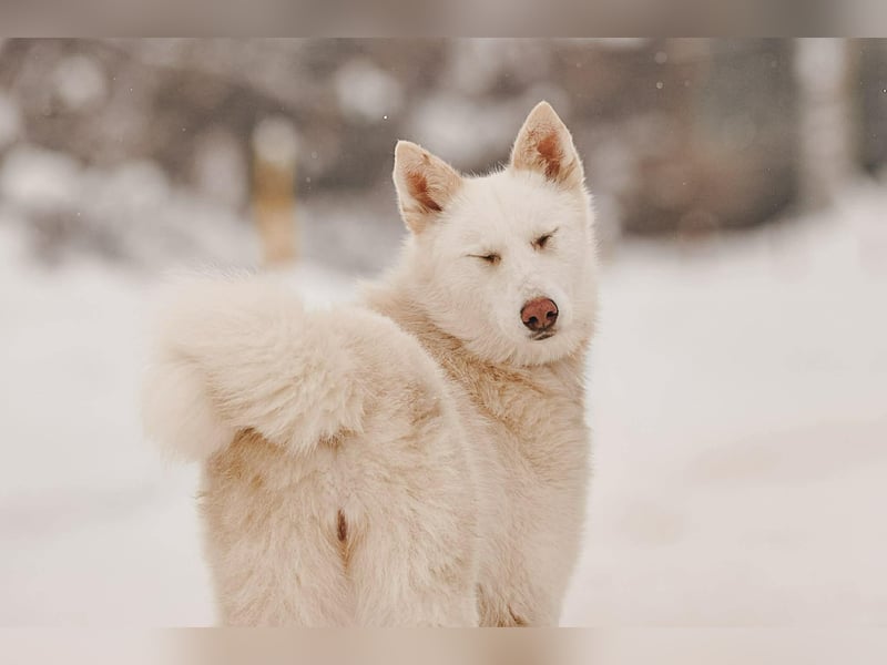 Selbstbewusste Kiwa sucht ihre Menschen