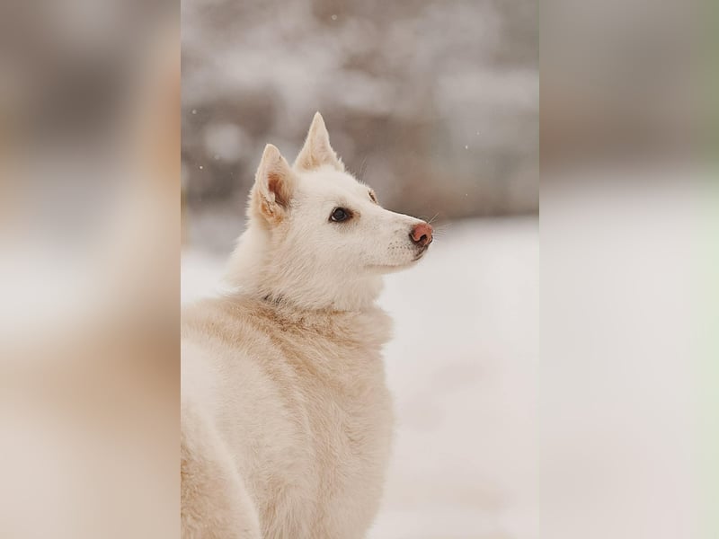 Selbstbewusste Kiwa sucht ihre Menschen