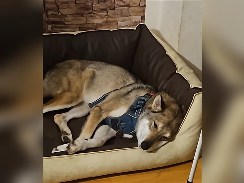 Zara sucht ihr Für-immer-Zuhause