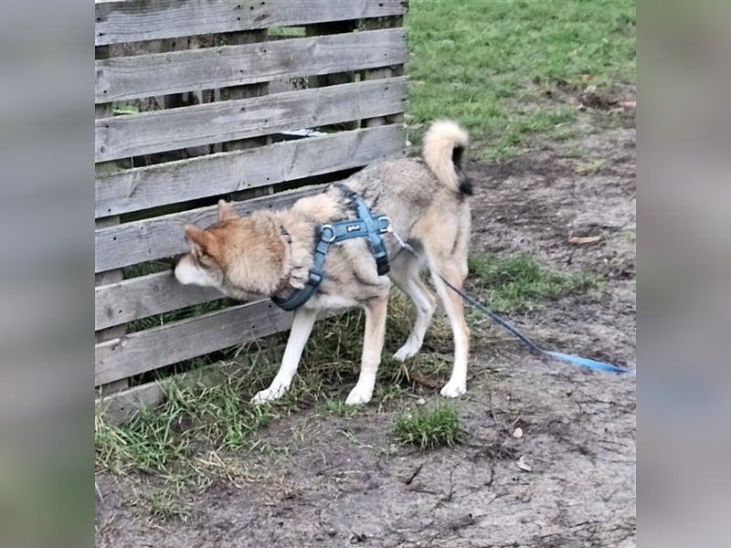 Zara sucht ihr Für-immer-Zuhause