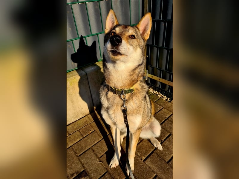 Zara sucht ihr Für-immer-Zuhause