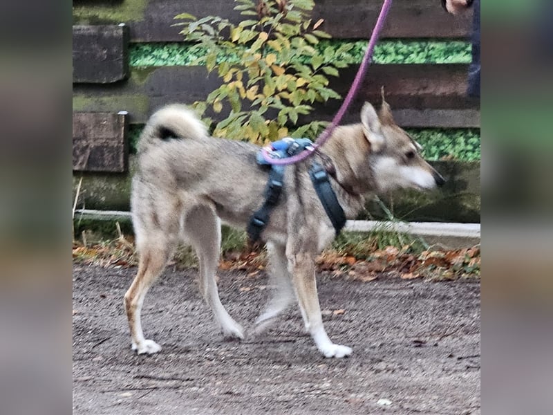 Zara sucht ihr Für-immer-Zuhause