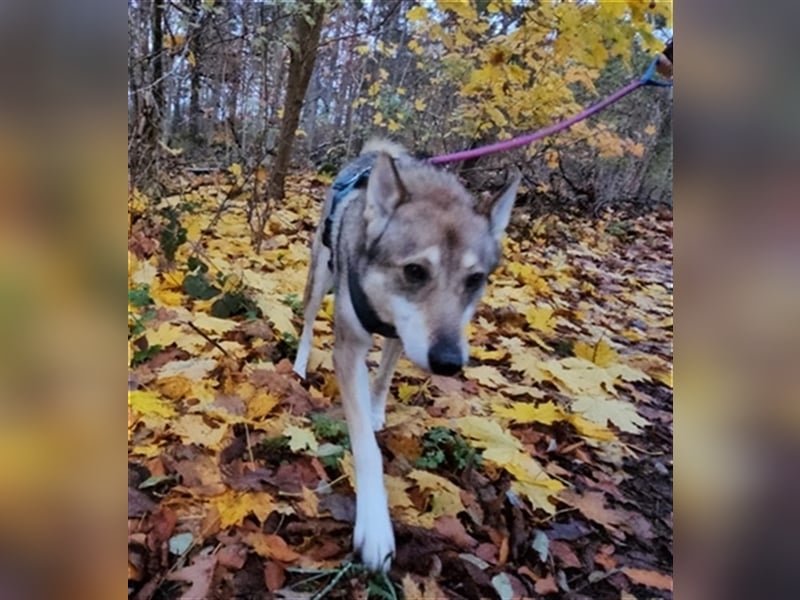 Zara sucht ihr Für-immer-Zuhause