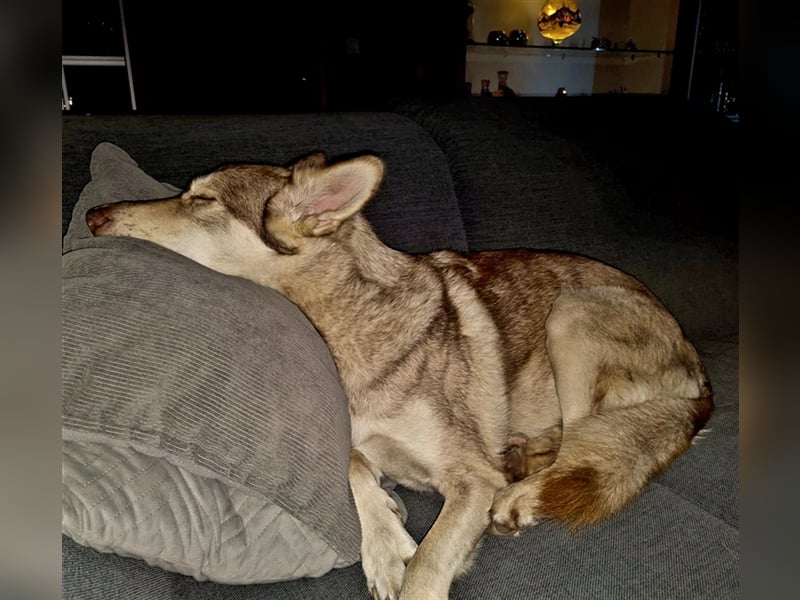 Zara sucht ihr Für-immer-Zuhause