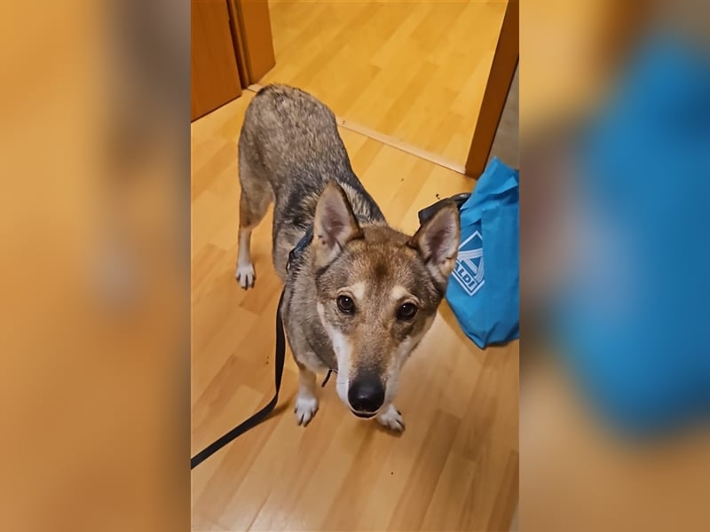 Zara sucht ihr Für-immer-Zuhause