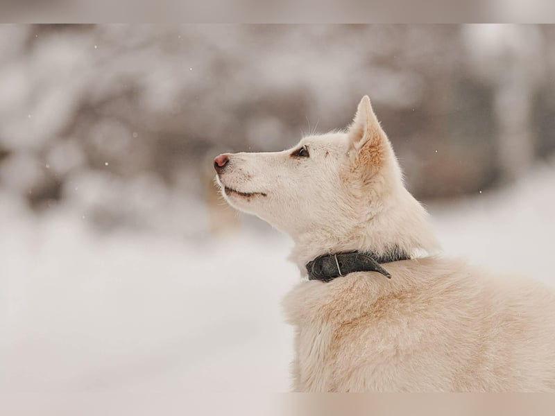 Hübsche Kiwa sucht ihr Zuhause