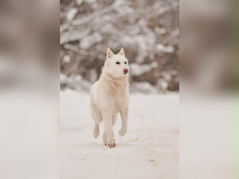 Hübsche Kiwa sucht ihr Zuhause
