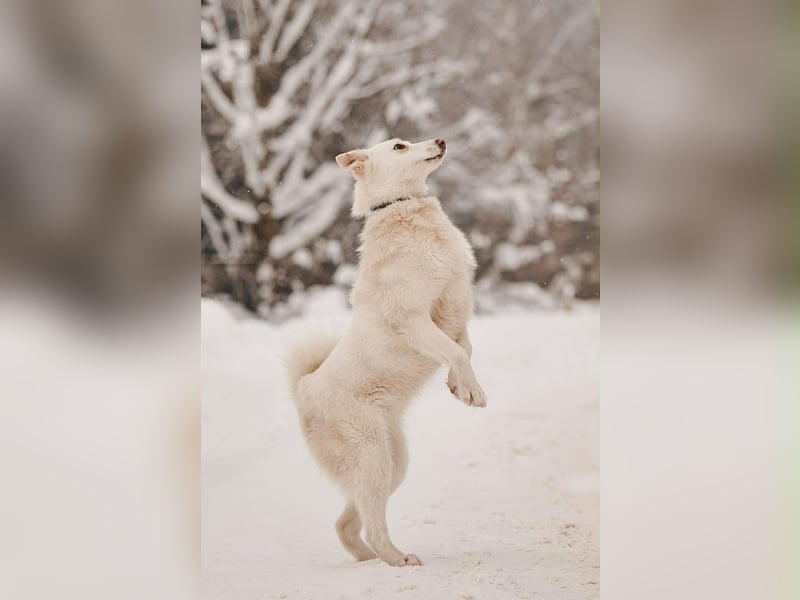 Selbstbewusste Kiwa sucht ihr Zuhause