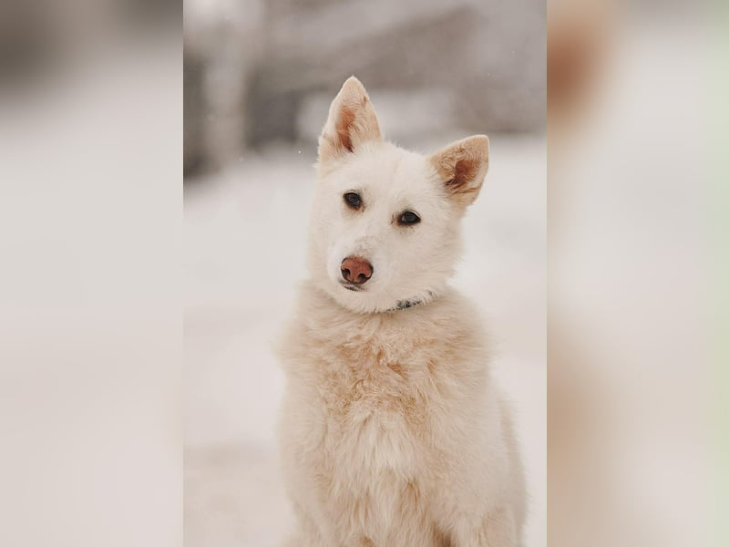 Selbstbewusste Kiwa sucht ihr Zuhause