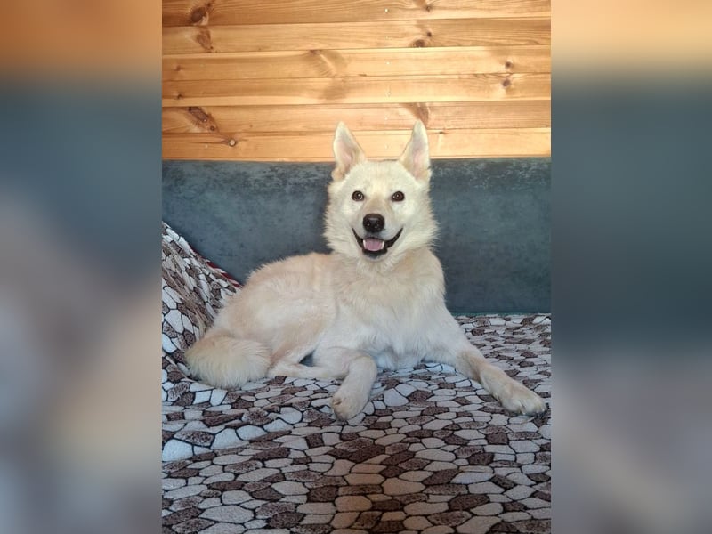 Lukas sucht Laika Mix Kenner
