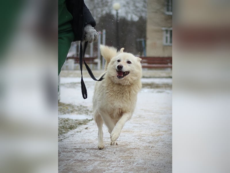 Lukas sucht Laika Mix Kenner