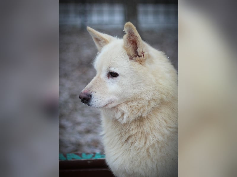 Lukas sucht Laika Mix Kenner