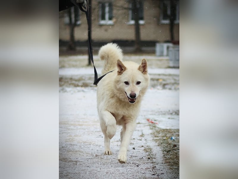 Lukas sucht Laika Mix Kenner