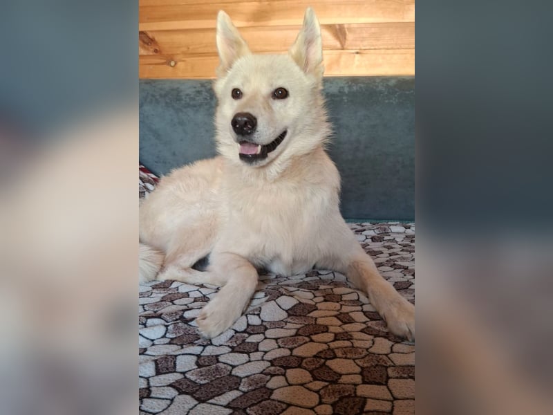 Lukas sucht Laika Mix Kenner