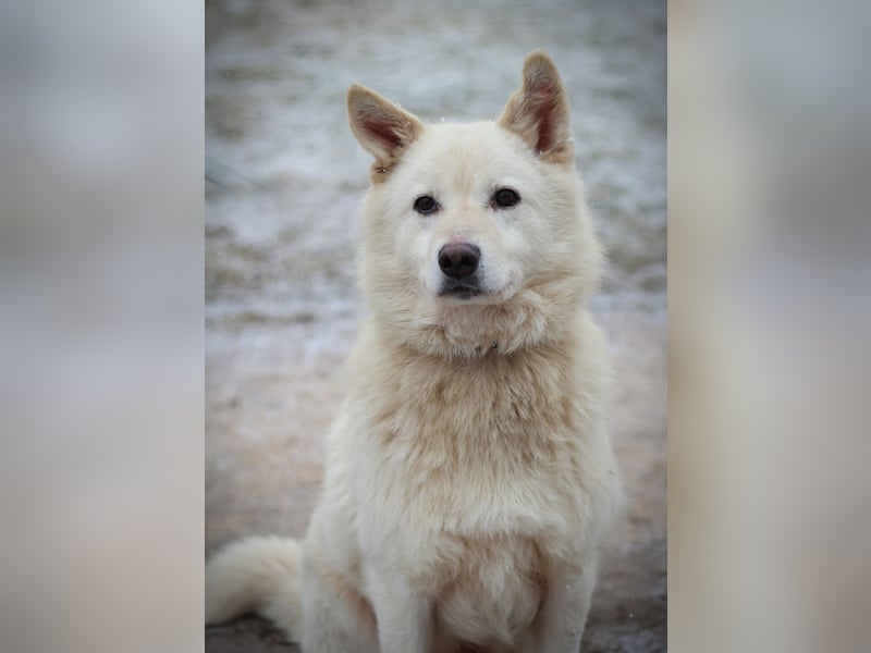 Lukas sucht Laika Mix Kenner