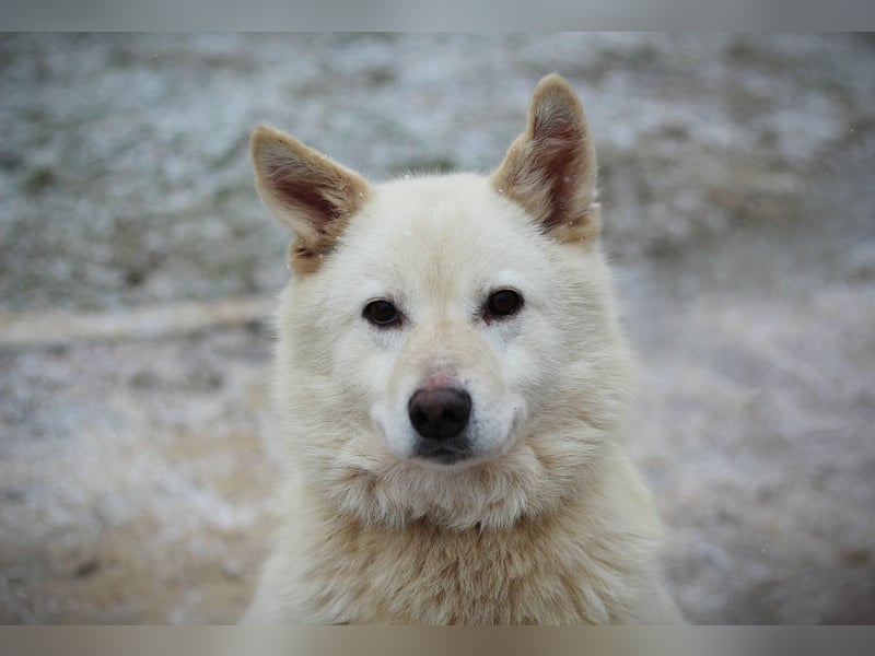 Lukas sucht Laika Mix Kenner