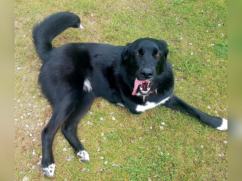 Ein besonderer Hund sucht seine Familie…