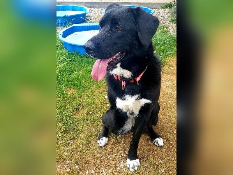 Ein besonderer Hund sucht seine Familie…